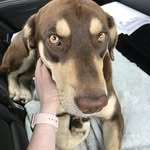 Basil Howard - @basilthebassador - Instagram