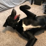 Basil “Not-An-Armadilo” Howard - @basil.pup - Instagram