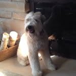 Baxter and Basil Howard - @baxterfreshie - Instagram