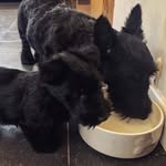 Basil & Humphrey - @basandhumph - Instagram