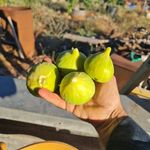 basil Ibrahim - @basil.bb13 - Instagram