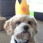 Basil Mario Teddy Kelly 🐶 - @_king_basil_ - Instagram
