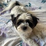 BASIL KENNEDY - @sweetbabypupbasil - Instagram