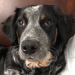 Basil🐾 - @basil_kentucky - Instagram