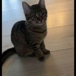 Basil Khalil - @basilkhalil74 - Instagram