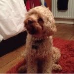 Basil Leonard stagg - @basil_stagg - Instagram