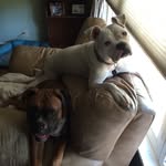 Leonard And Basil - @adventuresofleonardandbasil - Instagram