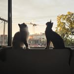 Lily + Basil & Lewis - @cats.court - Instagram