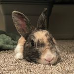 @basillinithebunny - Instagram
