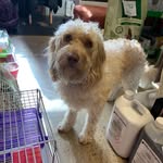 Basil McWoof, Pet Lodge LEEDS - @basil_mcwoof - Instagram