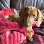 Basil - @basillongsausage - Instagram