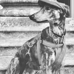 Basil The Long Doggo - @bazlyfe - Instagram