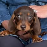 Team Basil - @basil.long.dog - Instagram