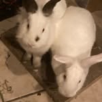 ☁️ marshmallow Bunny's ☁️ - @_basilluna_ - Instagram