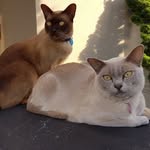 Basil & Luna 🐾 - @luna_basil - Instagram