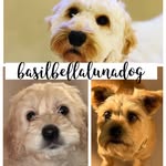Basil And Bella and... Luna! - @basilbellalunadog - Instagram