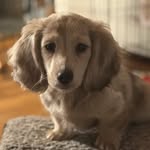 Basil and Luna - @basilandluna_thedappledoxies - Instagram