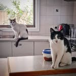 Basil and Luna! - @basil_and_luna - Instagram