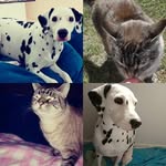 Basil And Luna - @basilandluna - Instagram