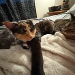 Basil, Luna, Ami - @basil.luna.ami - Instagram