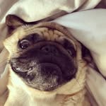 Basil, Winston & Luna - @basilwinstonandluna - Instagram