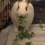 🌿Basil🐇&🌙Luna🐈‍⬛ - @basil.baddie - Instagram