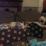 Basil&Luna - @crazybestbudsk9s - Instagram