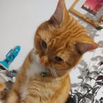 Basil,Luna,Peggy,Bear - @thefelinefamily2024 - Instagram