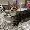 ✨Kitties✨ - @luna.basil420 - TikTok