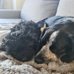 Luna & Basil - @luna.andbasil - Instagram