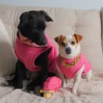 Luna and Basil - @lunabasil_pups4life - Instagram