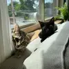 Luna, Lily, & Basil 🐾 - @lunalilybasil - TikTok