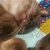 LunaBasilTriscuitJax - @lunabasiltriscuitjax - TikTok