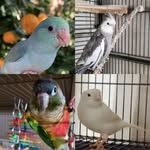Olaf | Basil | Luna - @olafs_squawk_squad - Instagram