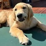 Basil Manning 🐾 - @basil_the_golden_boy - Instagram