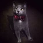 Basil Marceaux The Cat - @itsbasilmarceaux - Instagram