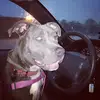 puppymuffins - @basilmiles0 - TikTok