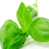 basil moon - @basil.moon - TikTok