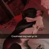^+*Cow*+^ - @cowbasilmorgan3 - TikTok