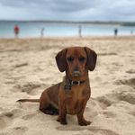 B A S I L - @basil.morris12 - Instagram