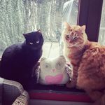 Basil and friends - @basil.morris.korneel - Instagram