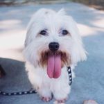 Basil Morris Schrute - @basil.schrute - Instagram