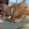 Basil “Gingivitis” Murphy - @basilgingivitismurphy - TikTok