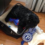 Leo Basil Lion Murphy (Max) - @leo_peo_thelion - Instagram