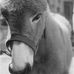 Basil Nelson - Facebook