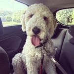 Nelson Basil Harper - @nelson_basil_harper - Instagram