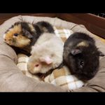 • basil , norman and lil bob • - @basilnormanandbob - Instagram