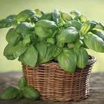 Basil - @basil_fan_page - Instagram