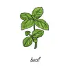 BASIL FAN PAGE 🌿 - @ilovebasil7 - TikTok