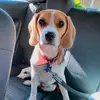 BASIL FOLLOW 18\12/20 - @basil.fan.page - TikTok